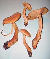 Gymnopilus spectabilis .